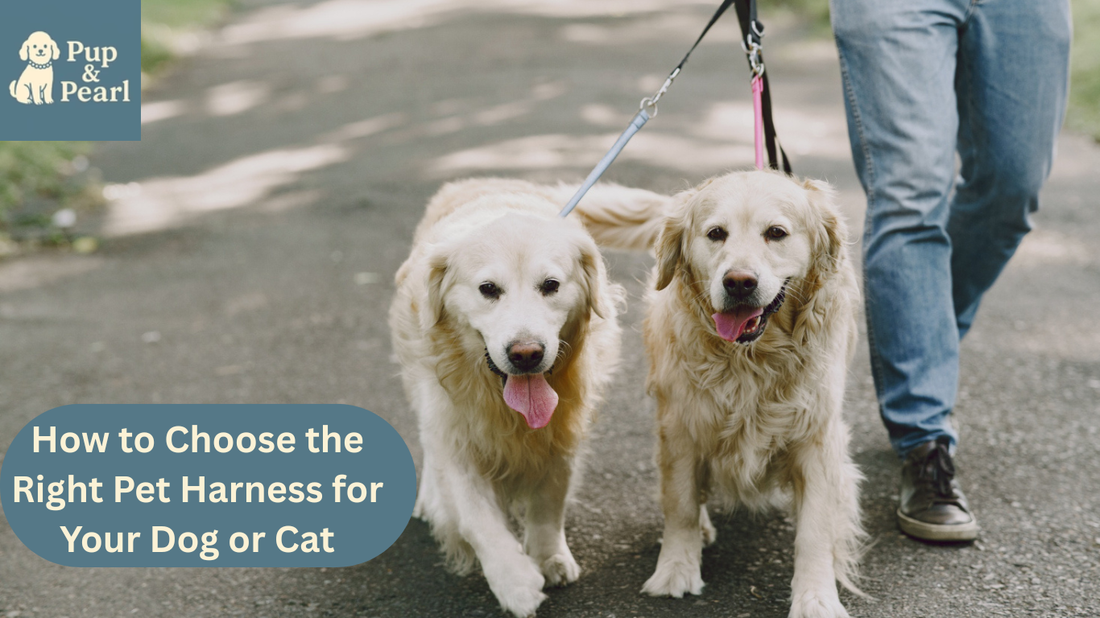 Discover how to choose the right harness for your dog or cat. Ensure style, comfort & control explore our expert guide today!