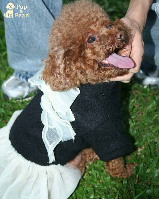 Adorable Poodle in Cute Outfit | Pup & Pearl
