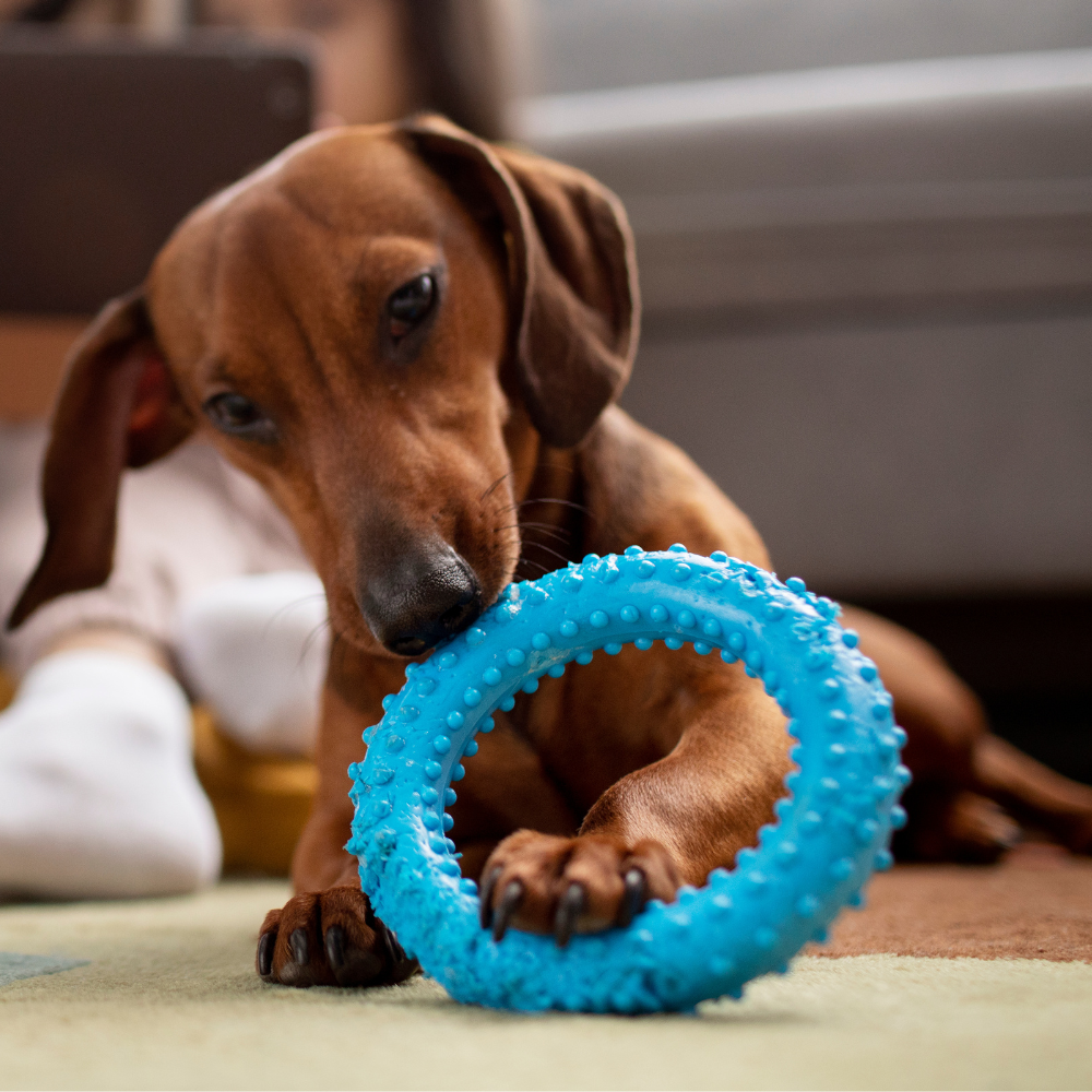Pet Toys