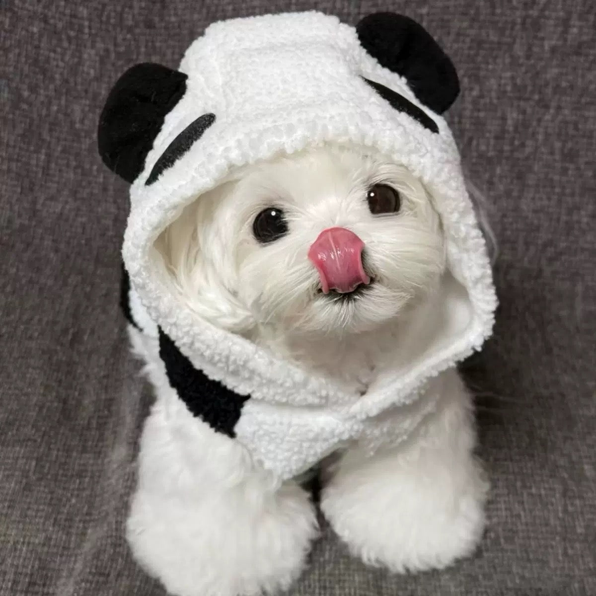 Cute Bear Hoodie for Small Dogs - Two-Legged Design, Perfect for Autumn and Winter