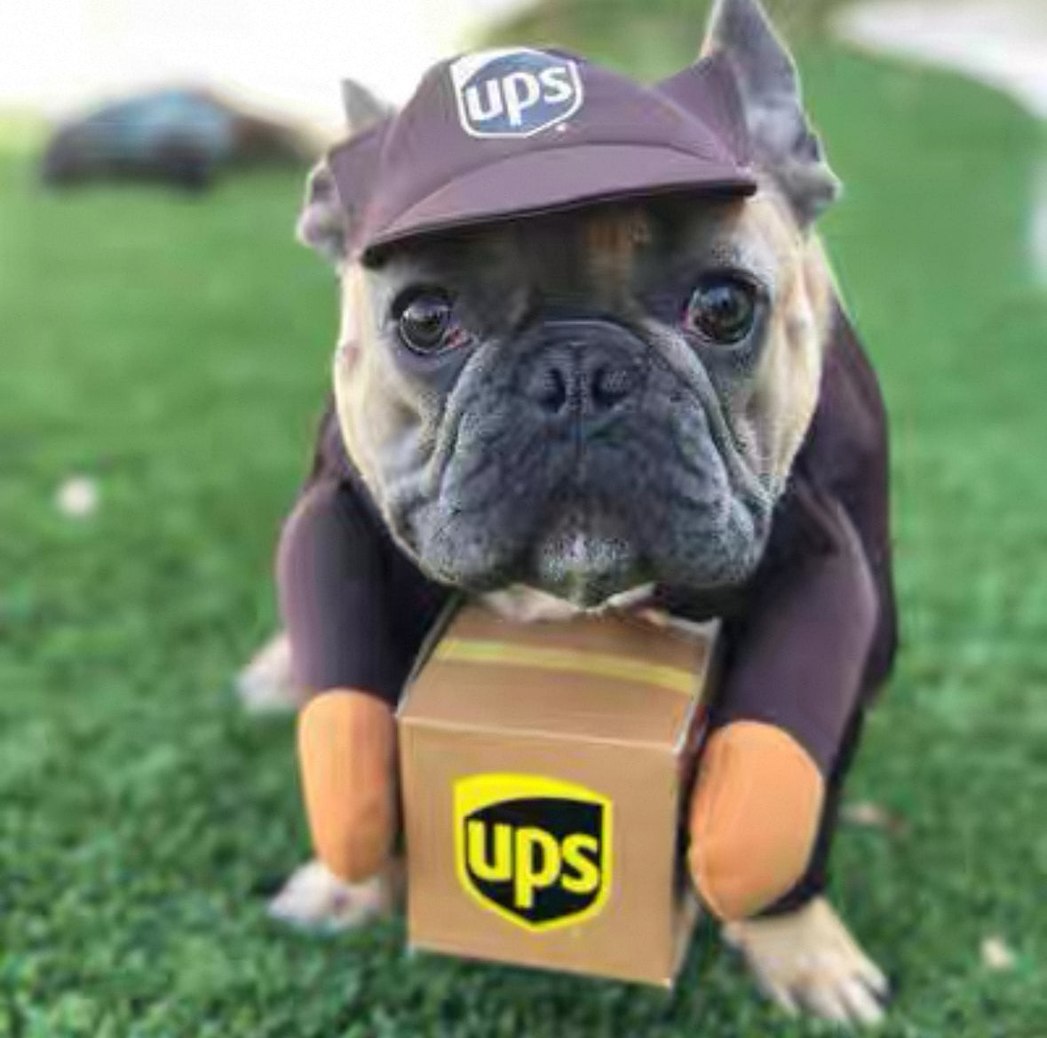 Doggy Delivery Messenger Set