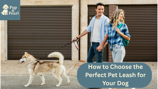 Learn how to pick the best leash for your dog’s safety, comfort, and style. Read our expert guide and find your perfect match today!