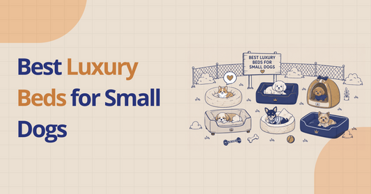 Best Luxury Beds for Small Dogs