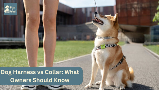 Learn the key differences between dog harnesses and collars. Discover which is safer, more comfortable, and best for your dog’s walking needs.