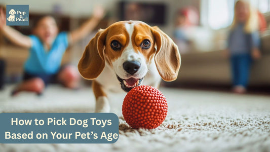 Find the best dog toys for puppies, adults, and seniors. Learn how to choose safe, fun, and age-appropriate toys your pet will love.