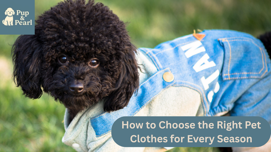 Discover PupandPearl’s expert guide to choosing the right pet clothes for every season. Keep your furry friend comfy and stylish!