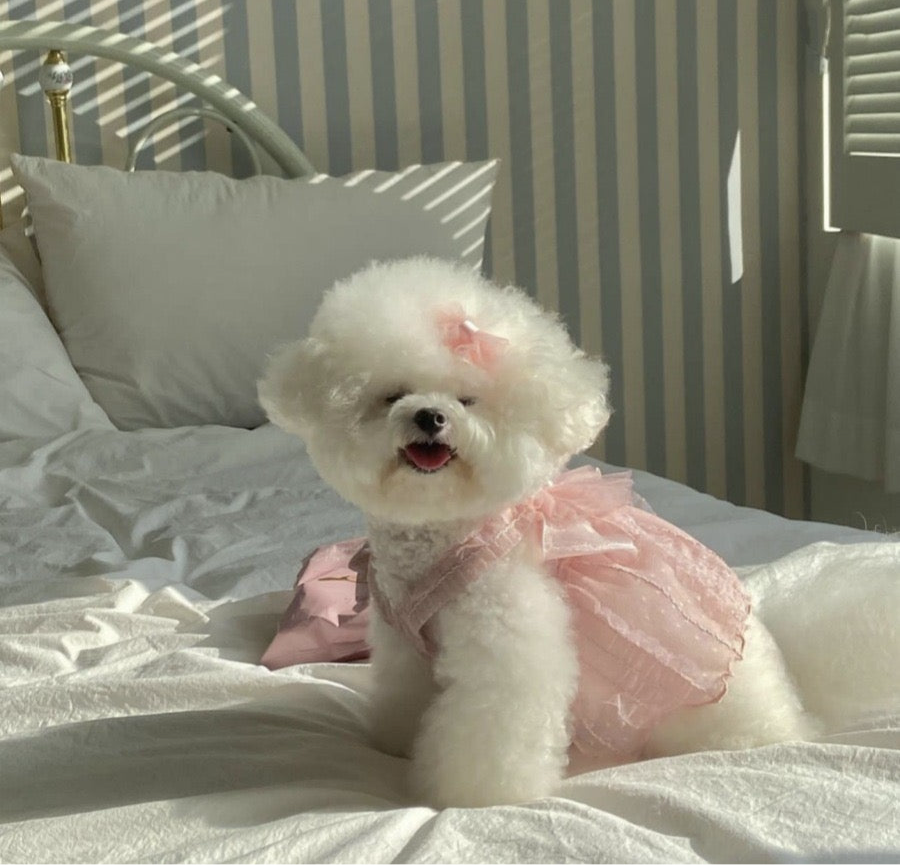 Small Dog Wedding Dress