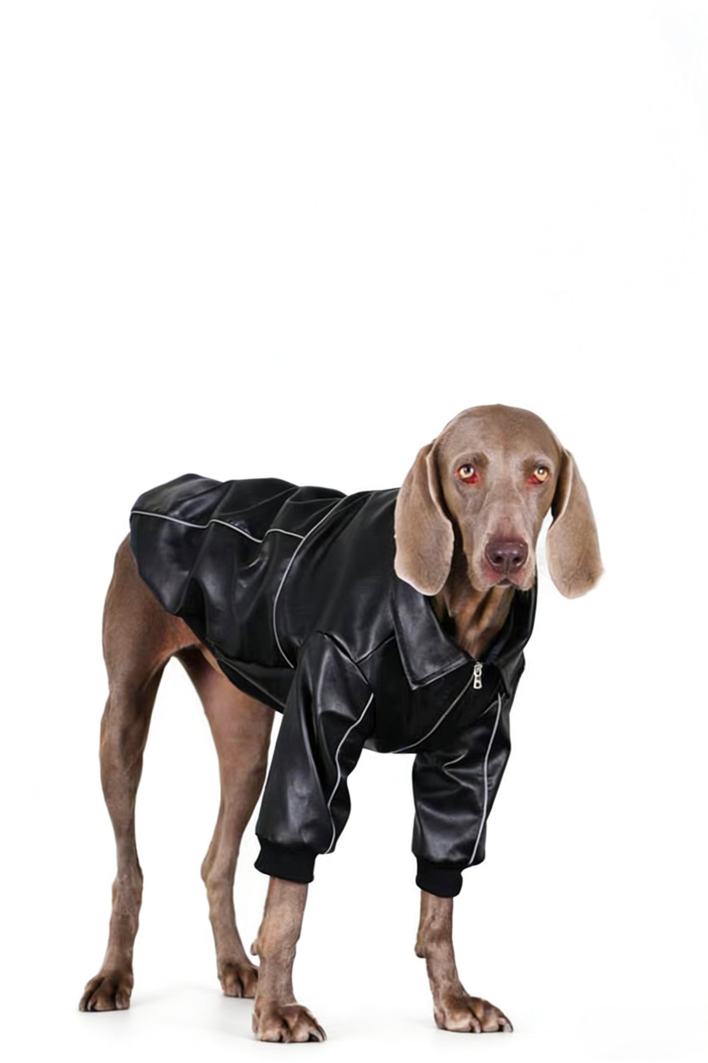 Midnight Rider Jacket