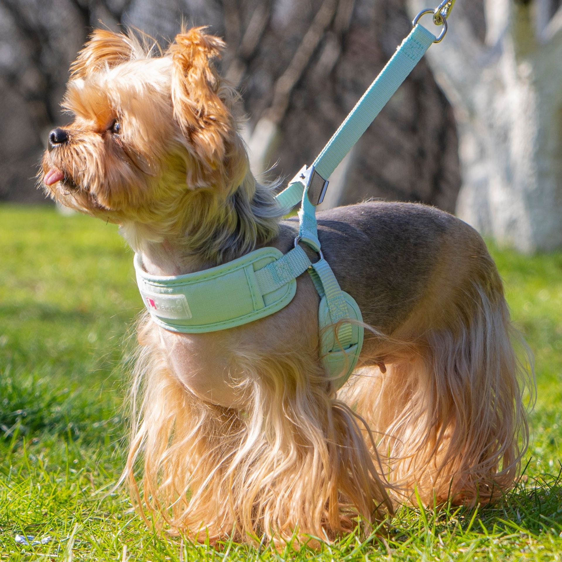 Breathable Pet Harness
Leash Set - Adjustable Dog Chest Strap