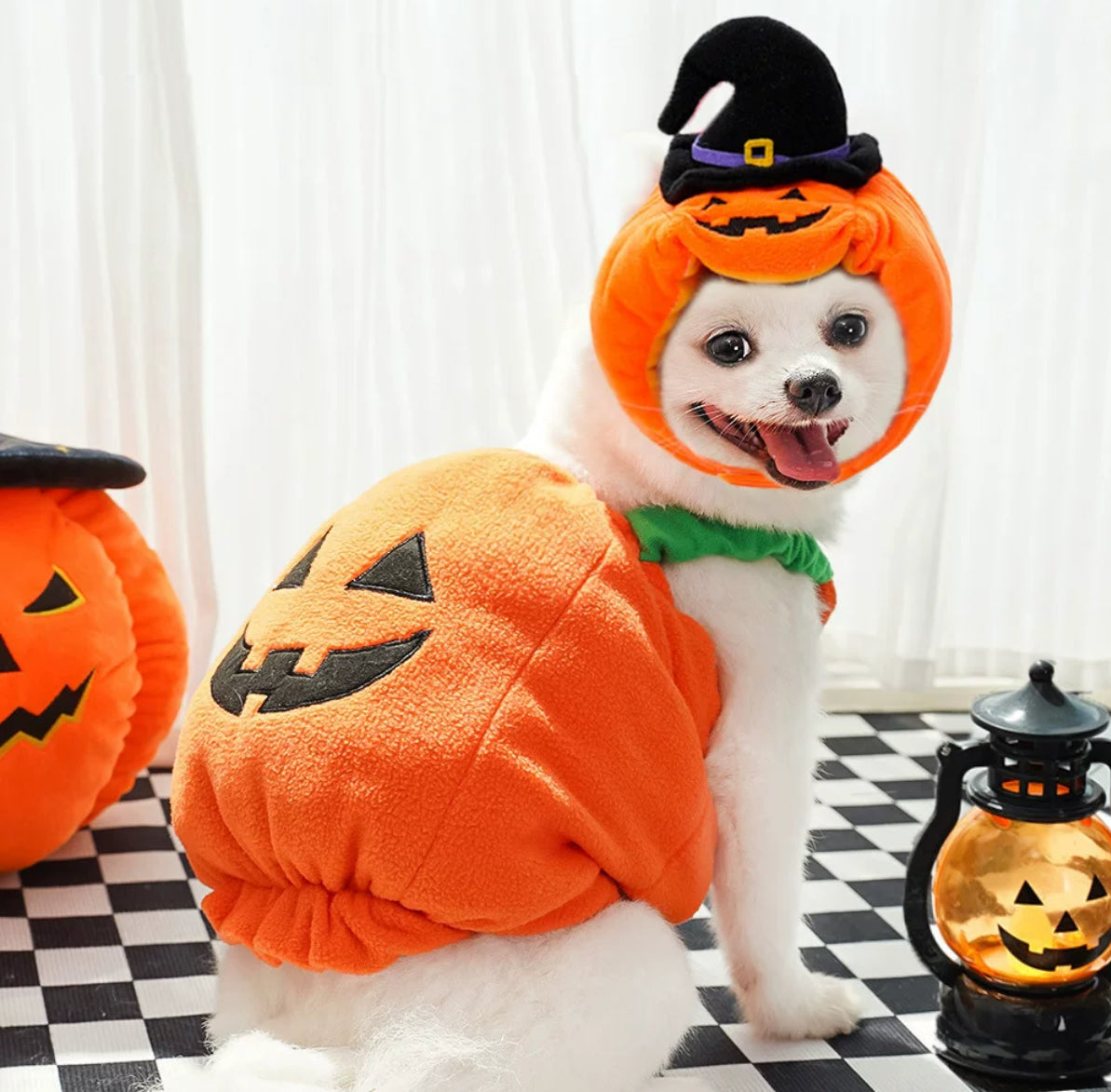 Spooky & Silly Dog
Halloween Outfit - Dress-Up Fun
