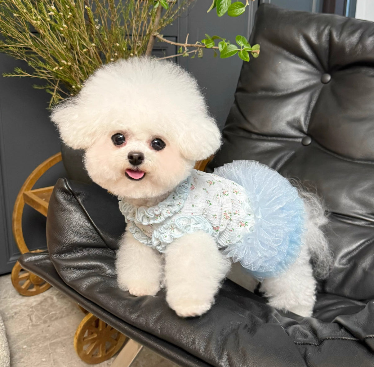 Ballet Lace Tutu for Pets - Floral & Fluffy(small breed dog)