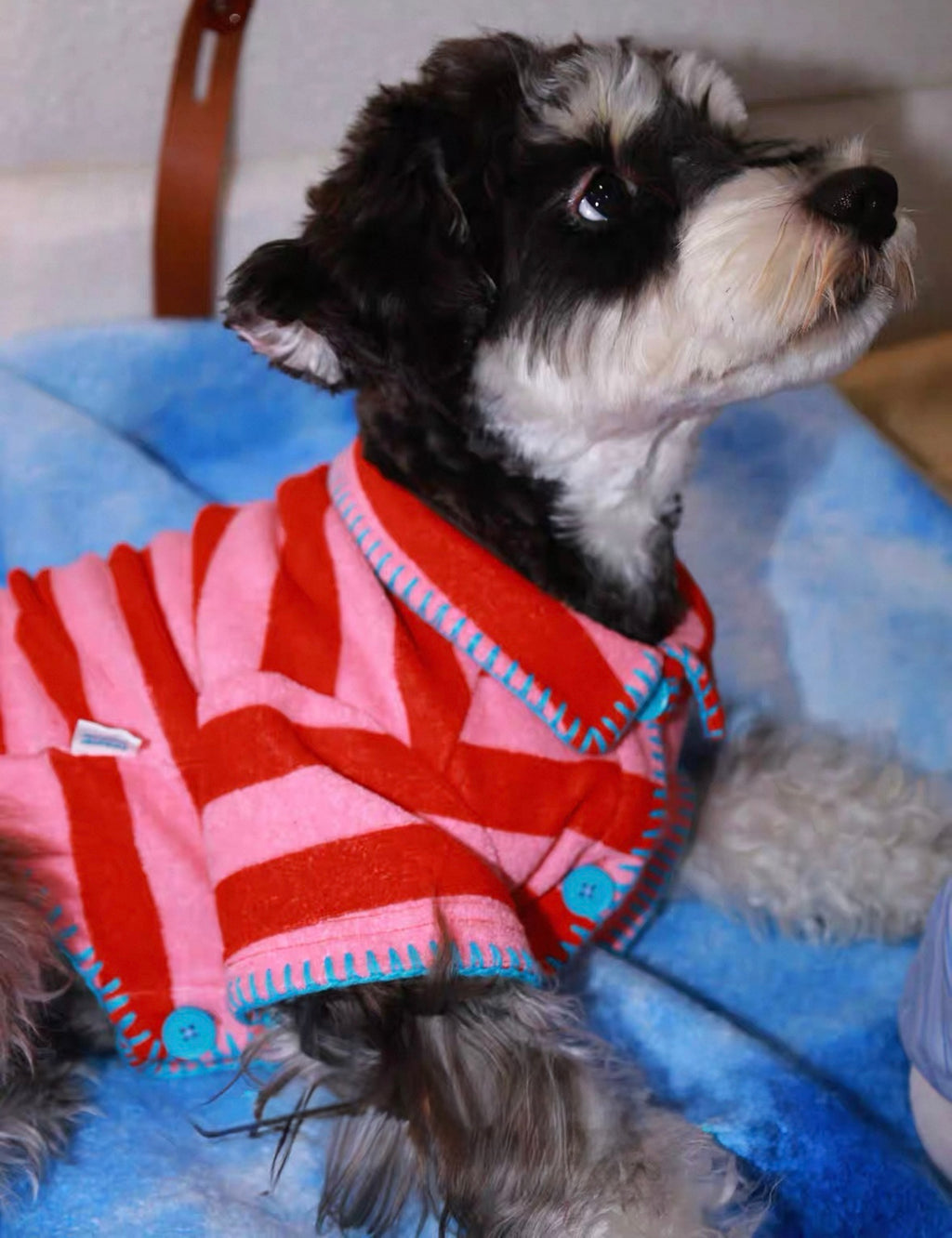 The red striped sweater is suitable for small dogs