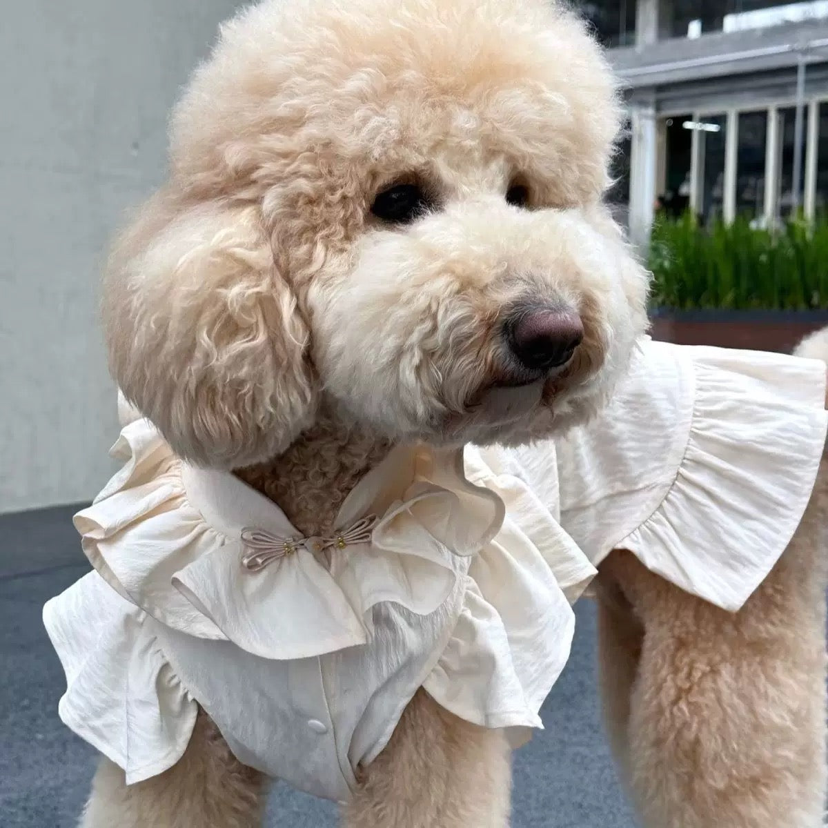 Cute Cake Skirt Dog Dress for Small and Medium Dogs