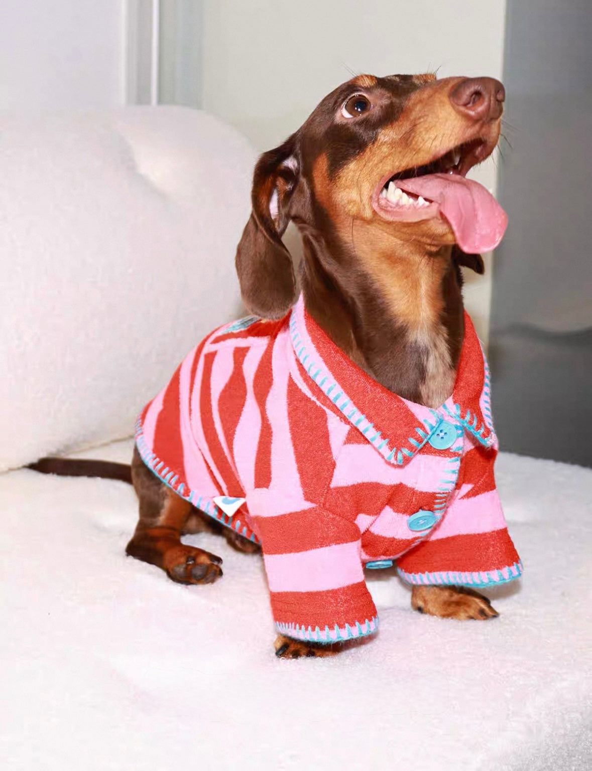 The red striped sweater is suitable for small dogs