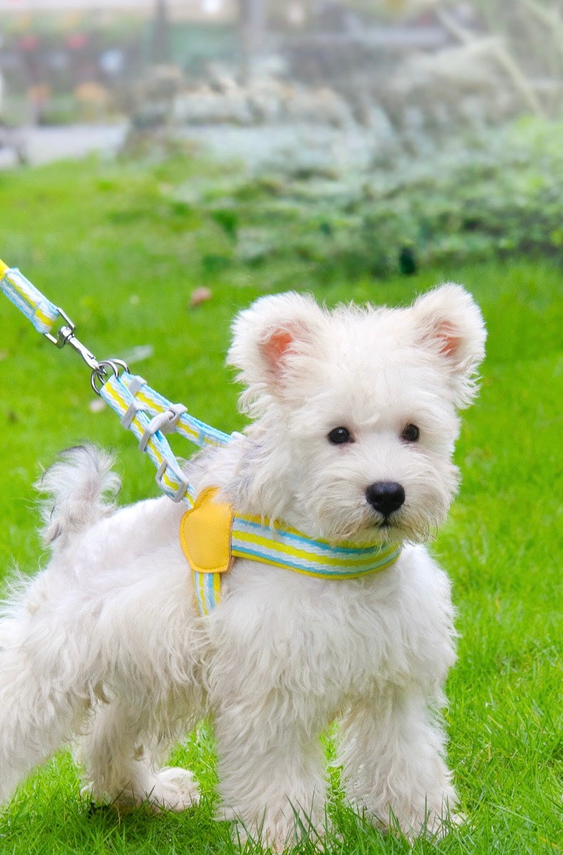 Anti - Pull Lightweight Y - Shaped Dog Harness: Summer Dopamine Vibes