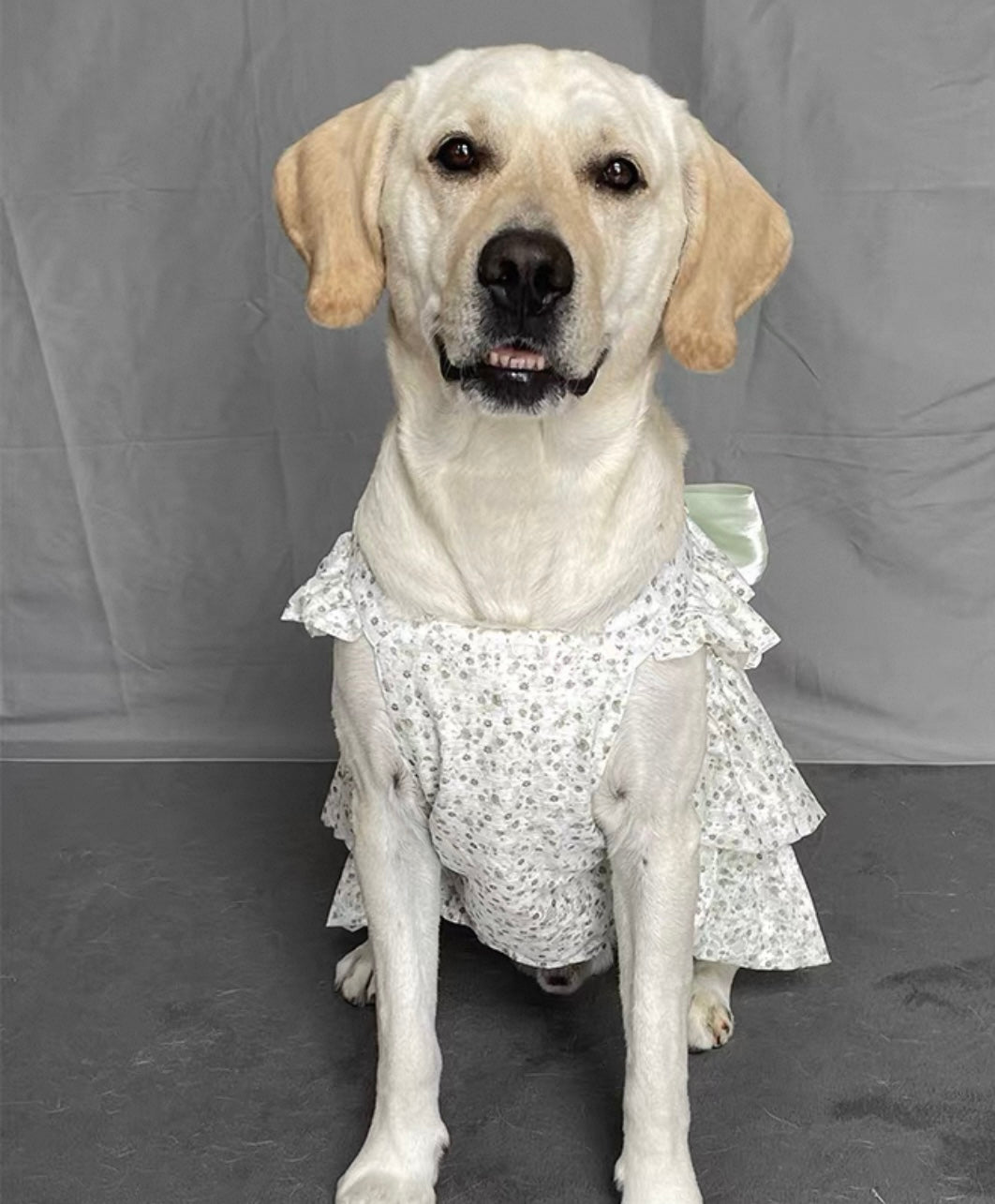 Breathable Princess
Dress for Large Dogs - Featuring a Big Bow and Elegant Skirt Design