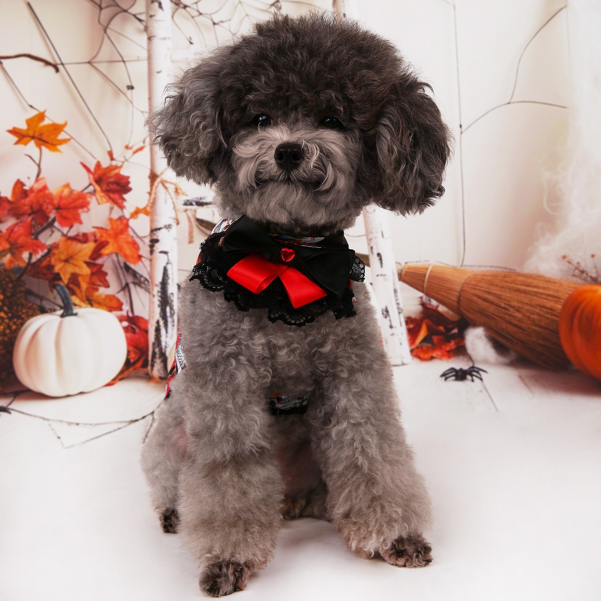 Halloween Pet Shirt - Gold Foil Skull Print on Organza
T-Shirt