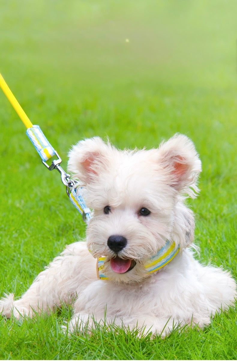 Anti - Pull Lightweight Y - Shaped Dog Harness: Summer Dopamine Vibes