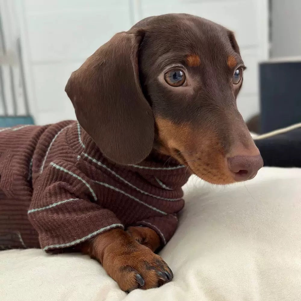 Warm & Snuggly Pet
Apparel - Autumn/ Winter Padded Dog Clothes for Small Dogs