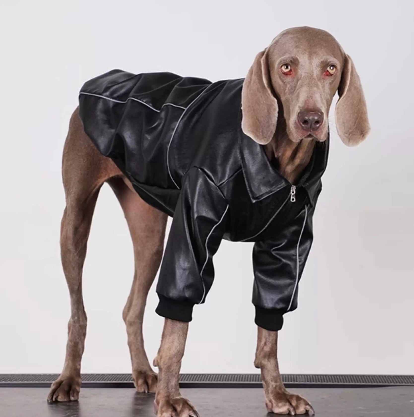 Black PU Leather
Windproof Pet Jacket - Designed for Small, Medium, and Large Dogs