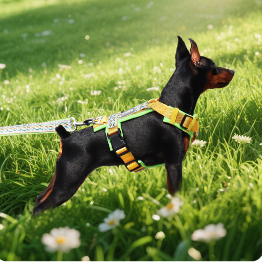 Skyline Pup Harness(No Leashes Include)