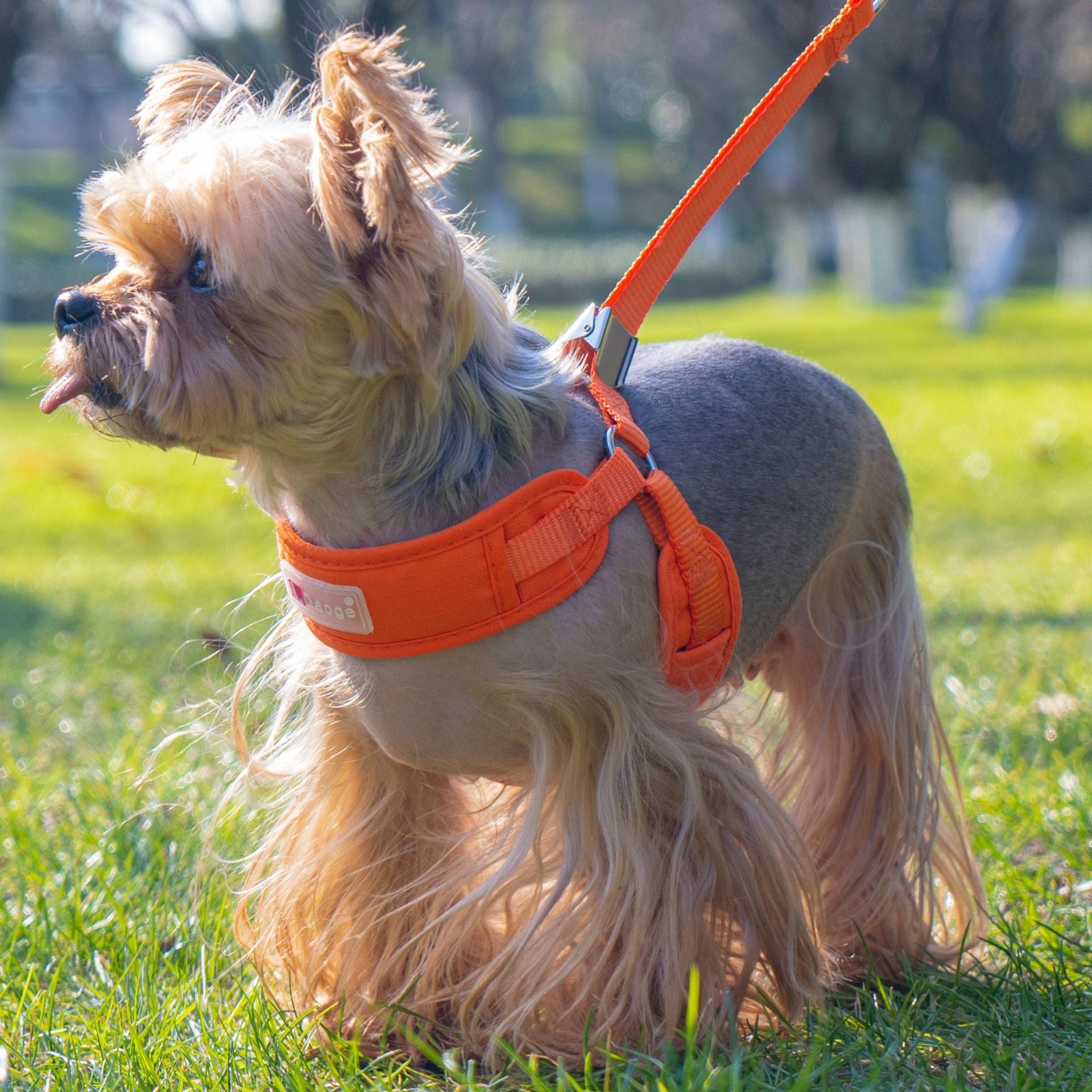 Breathable Pet Harness
Leash Set - Adjustable Dog Chest Strap