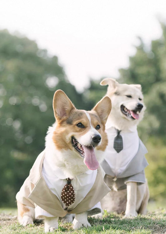 Pet Suit