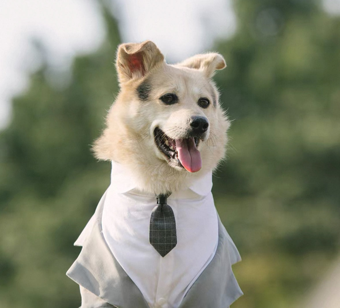 Pet Suit