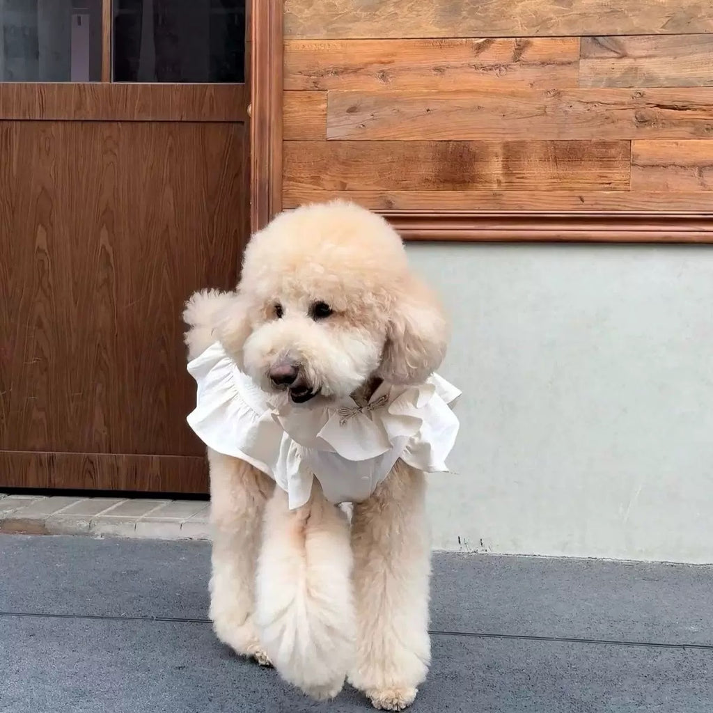 Cute Cake Skirt Dog Dress for Small and Medium Dogs