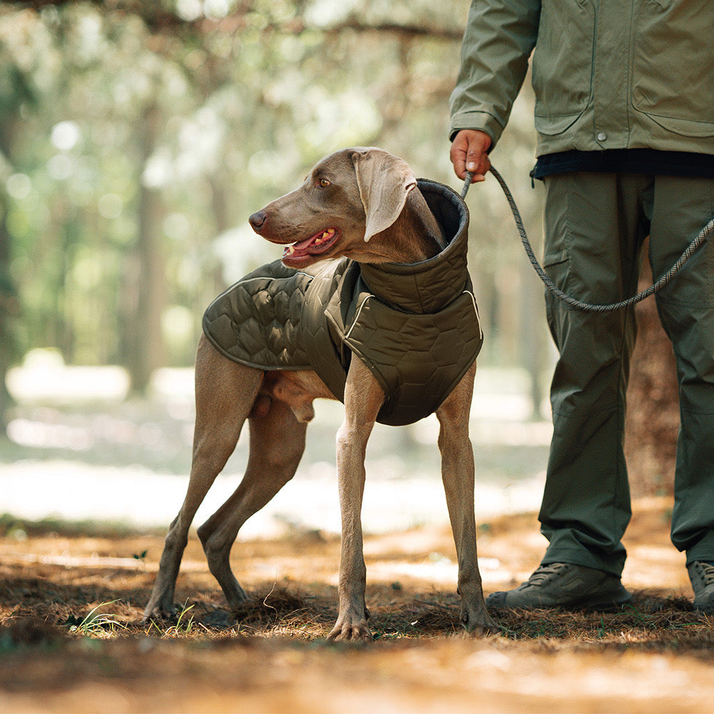 Heavy - Duty Insulated Dog Jacket for Cold Weather
