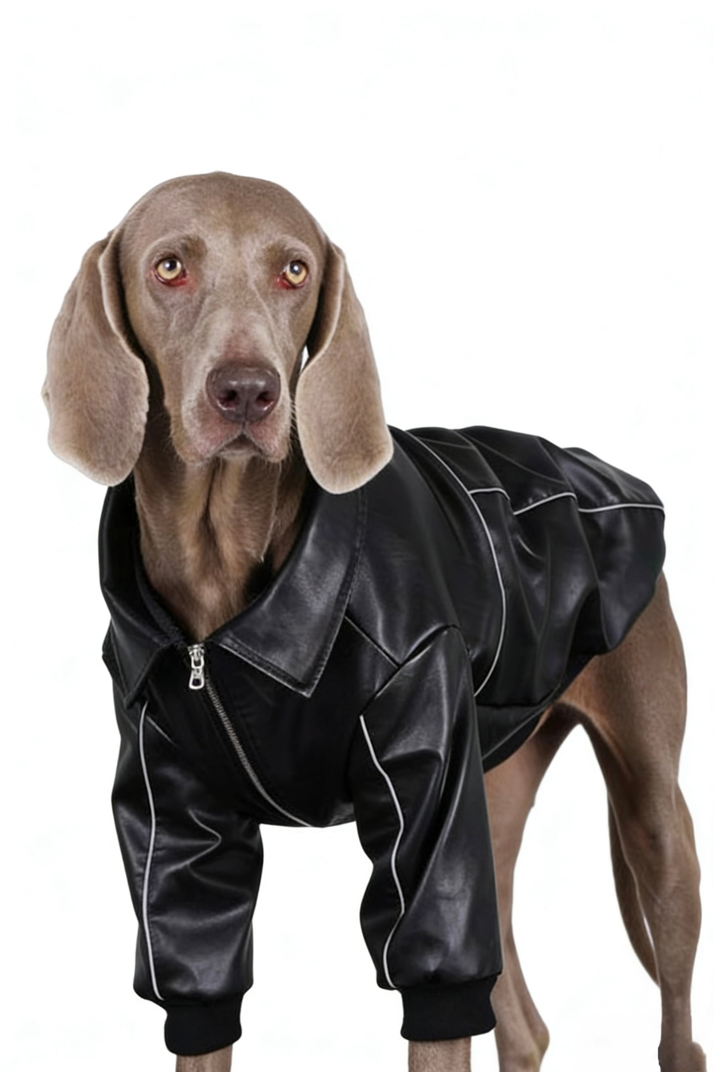 Midnight Rider Jacket