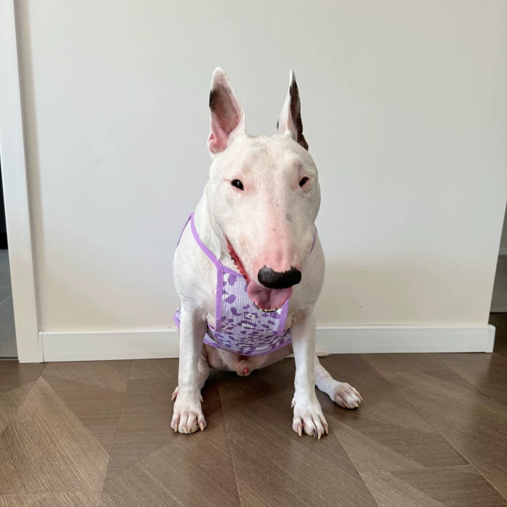 Lightweight Leopard-Print Pet Camisole