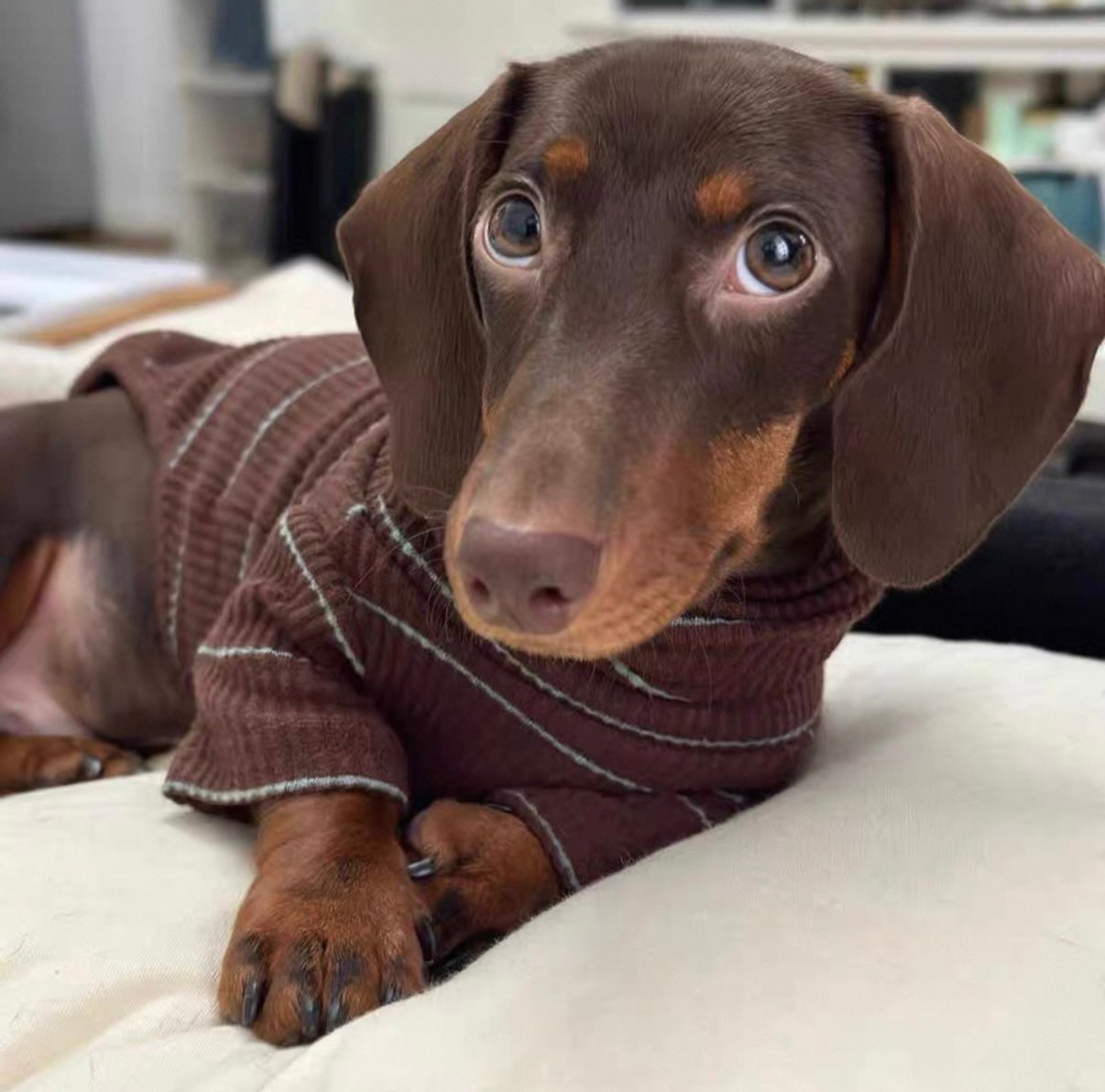 Warm & Snuggly Pet
Apparel - Autumn/ Winter Padded Dog Clothes for Small Dogs