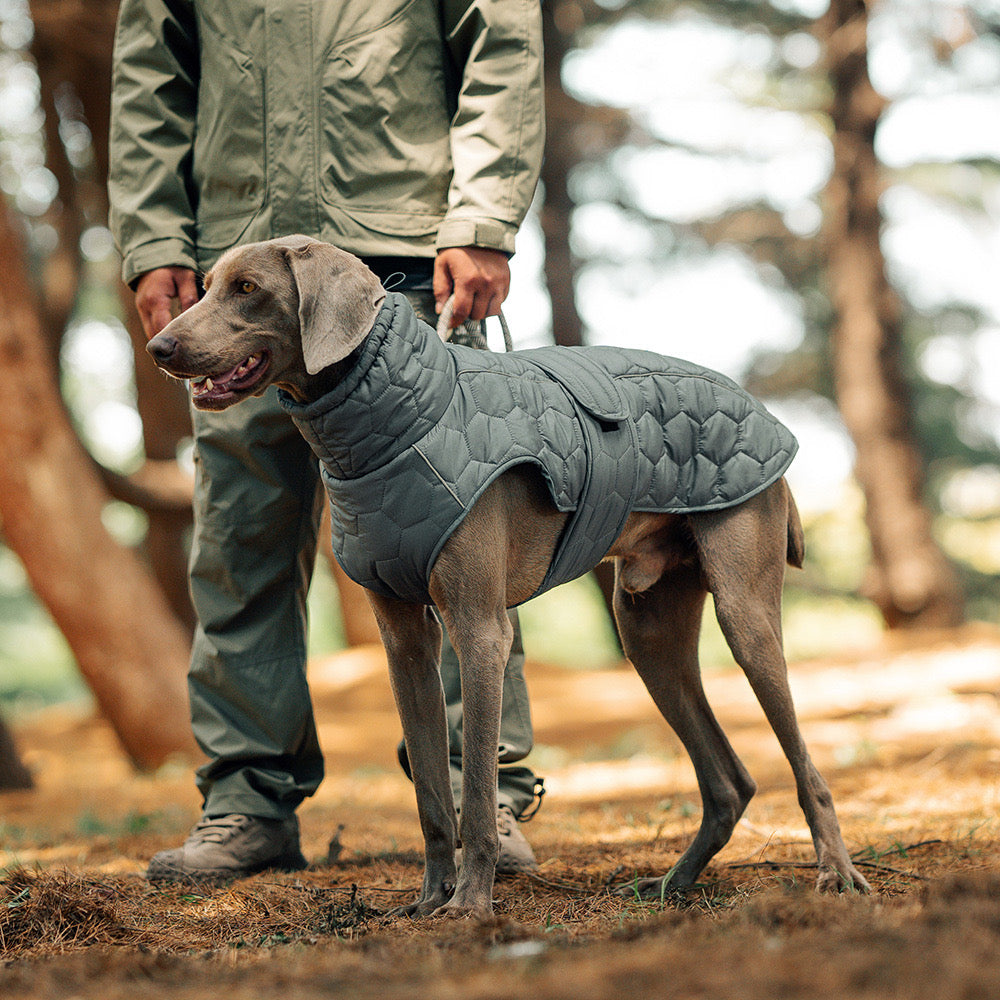 Heavy - Duty Insulated Dog Jacket for Cold Weather