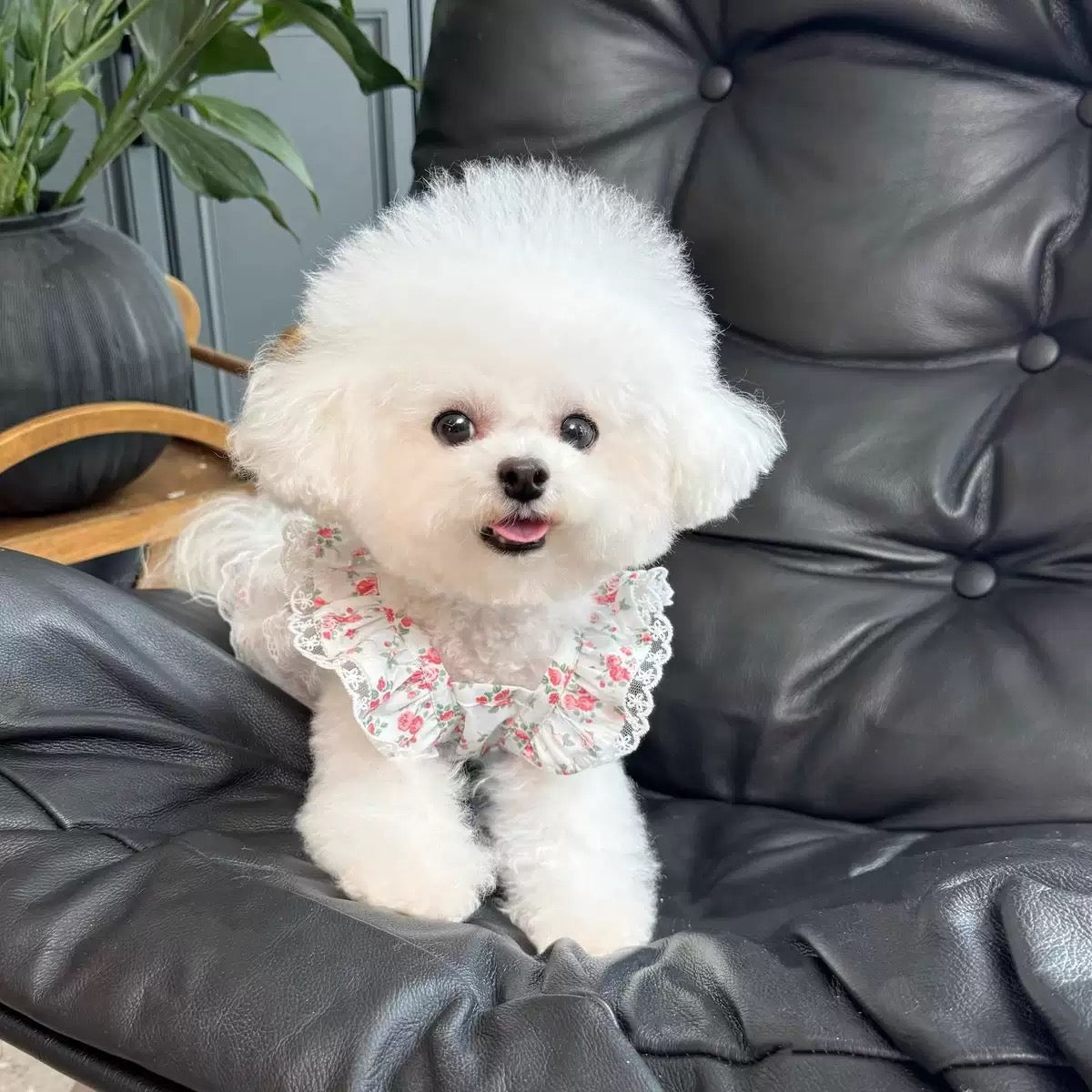 Lightweight and
breathable floral lace dress for small and young dogs.