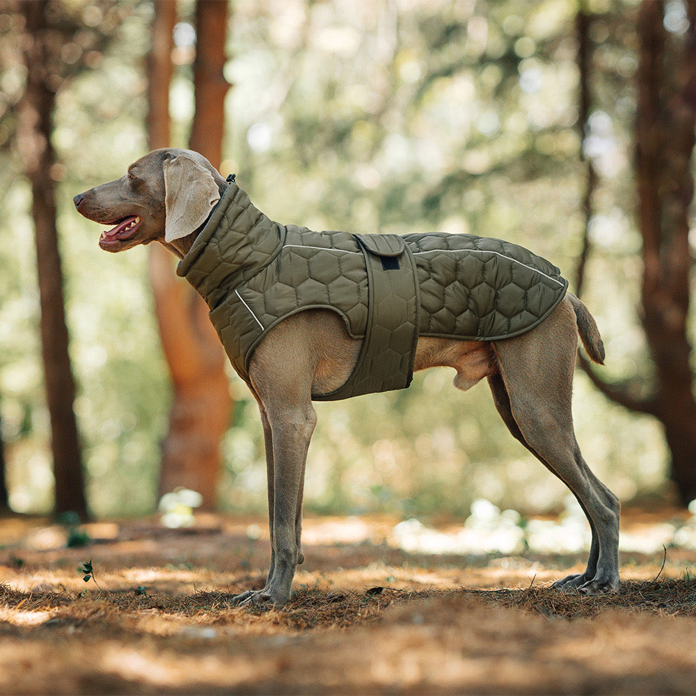 Heavy - Duty Insulated Dog Jacket for Cold Weather