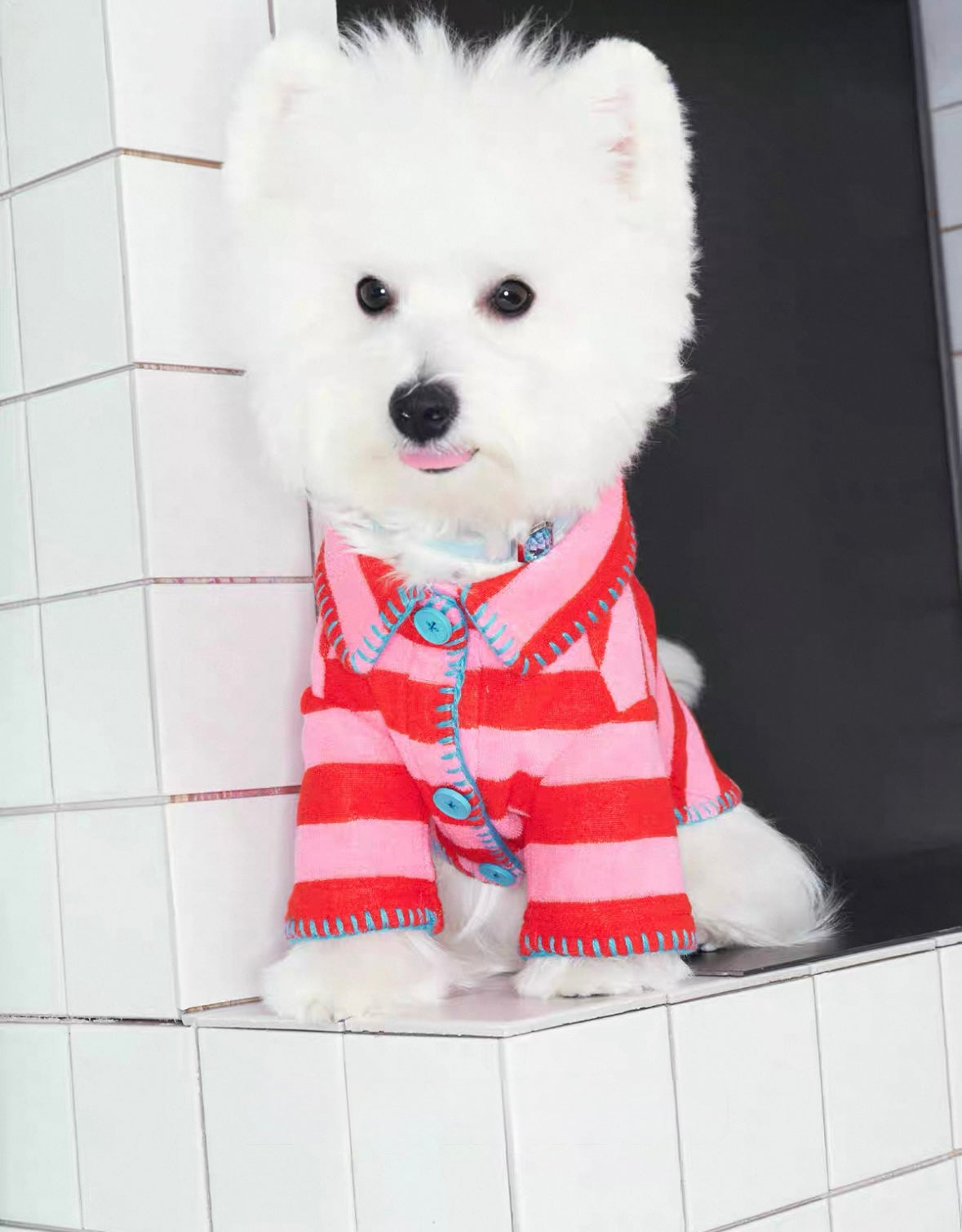 The red striped sweater is suitable for small dogs