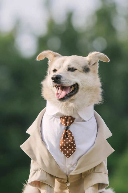 Pet Suit