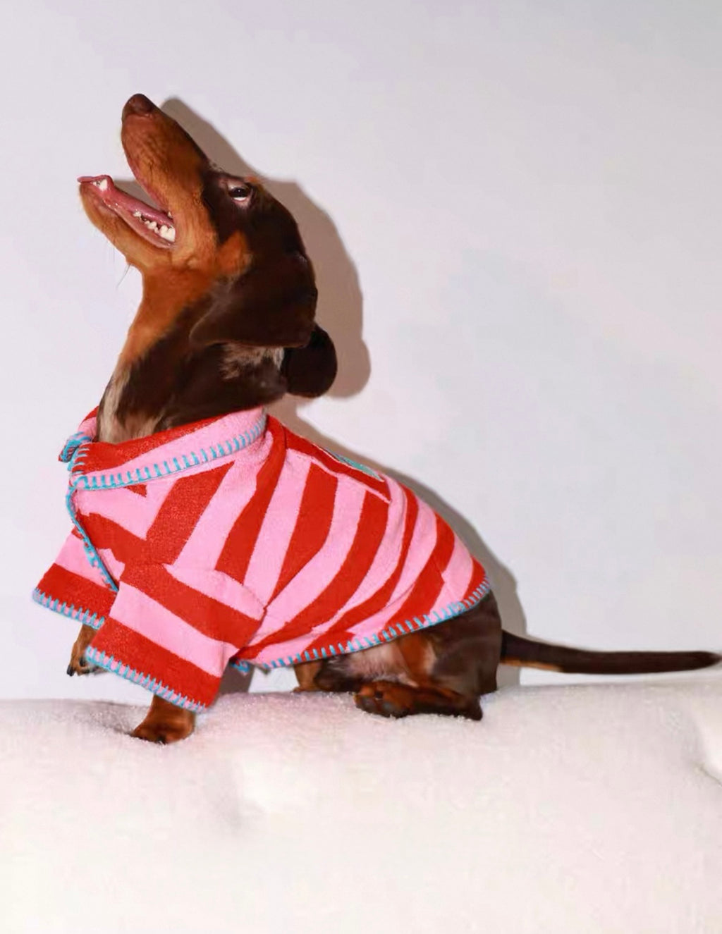 The red striped sweater is suitable for small dogs