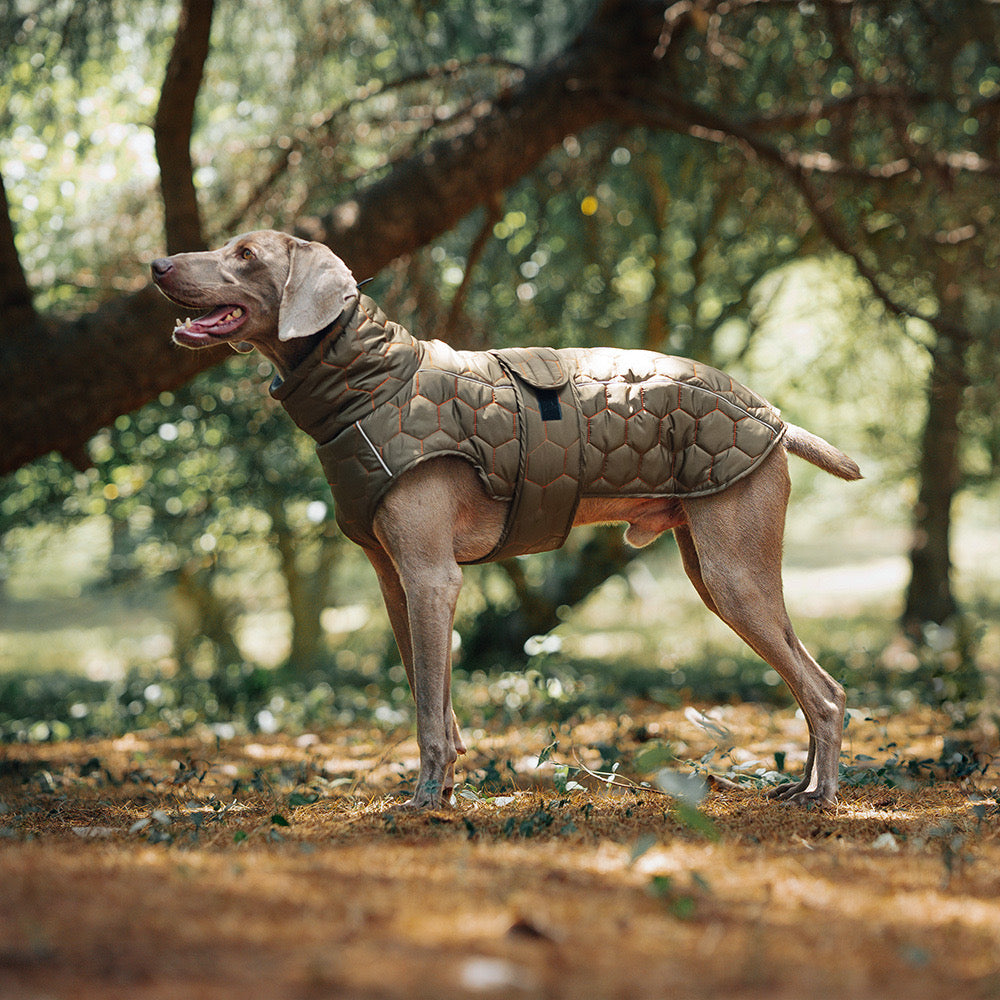 Heavy - Duty Insulated Dog Jacket for Cold Weather