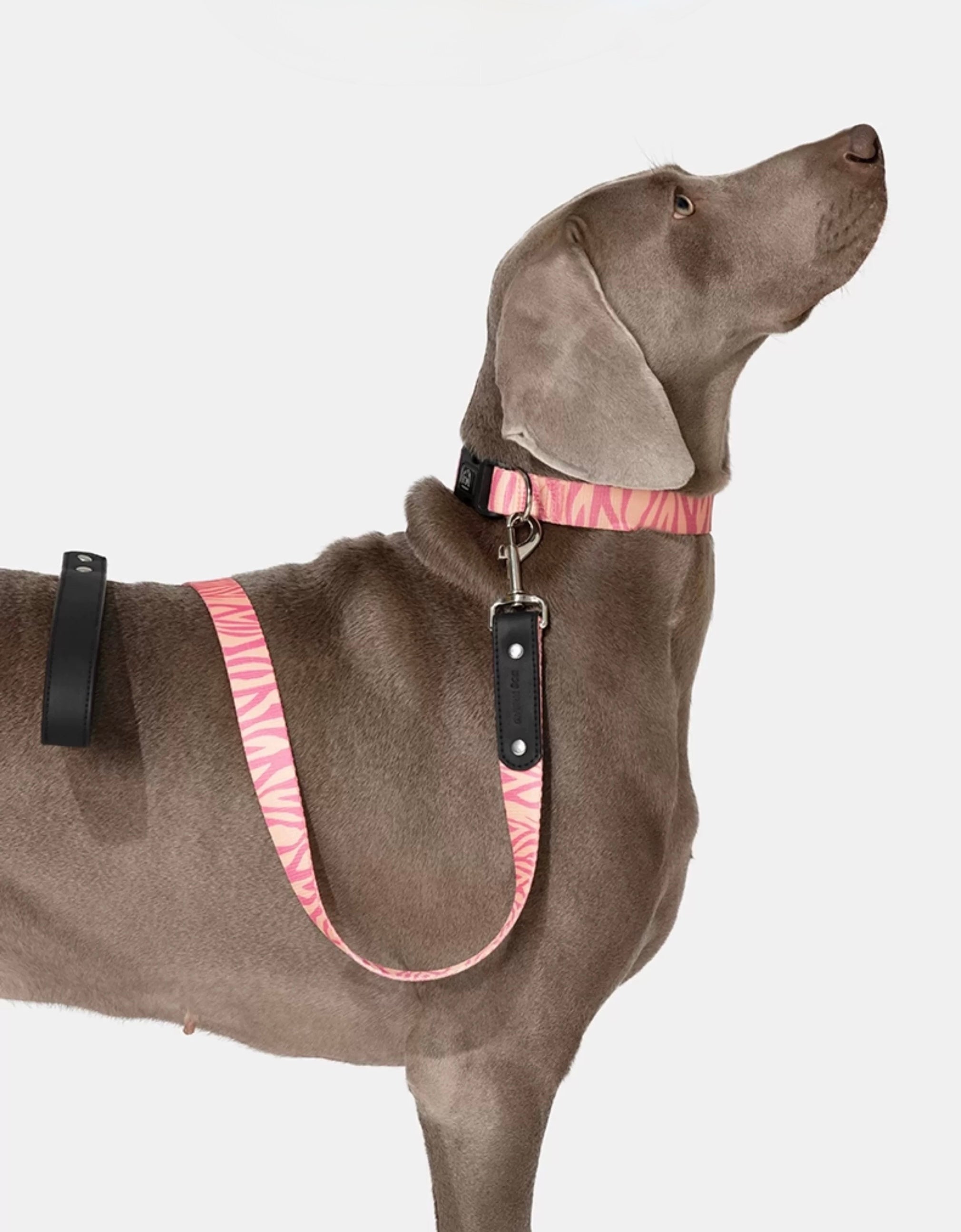 Designed for medium to large dogs – strong, stylish, and secure for every walk