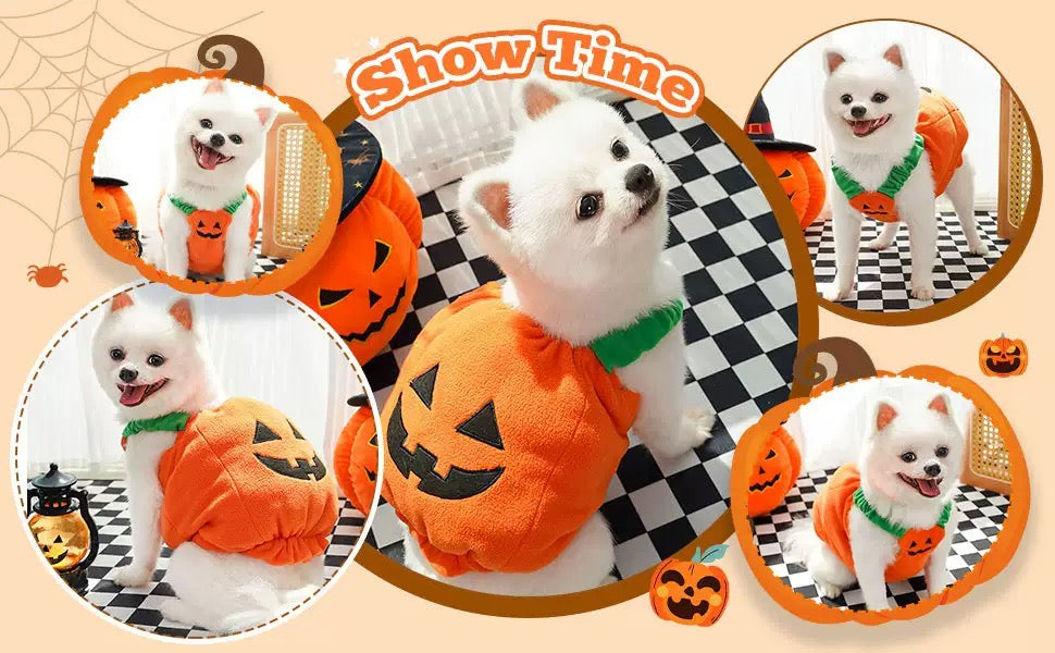 Spooky & Silly Dog
Halloween Outfit - Dress-Up Fun