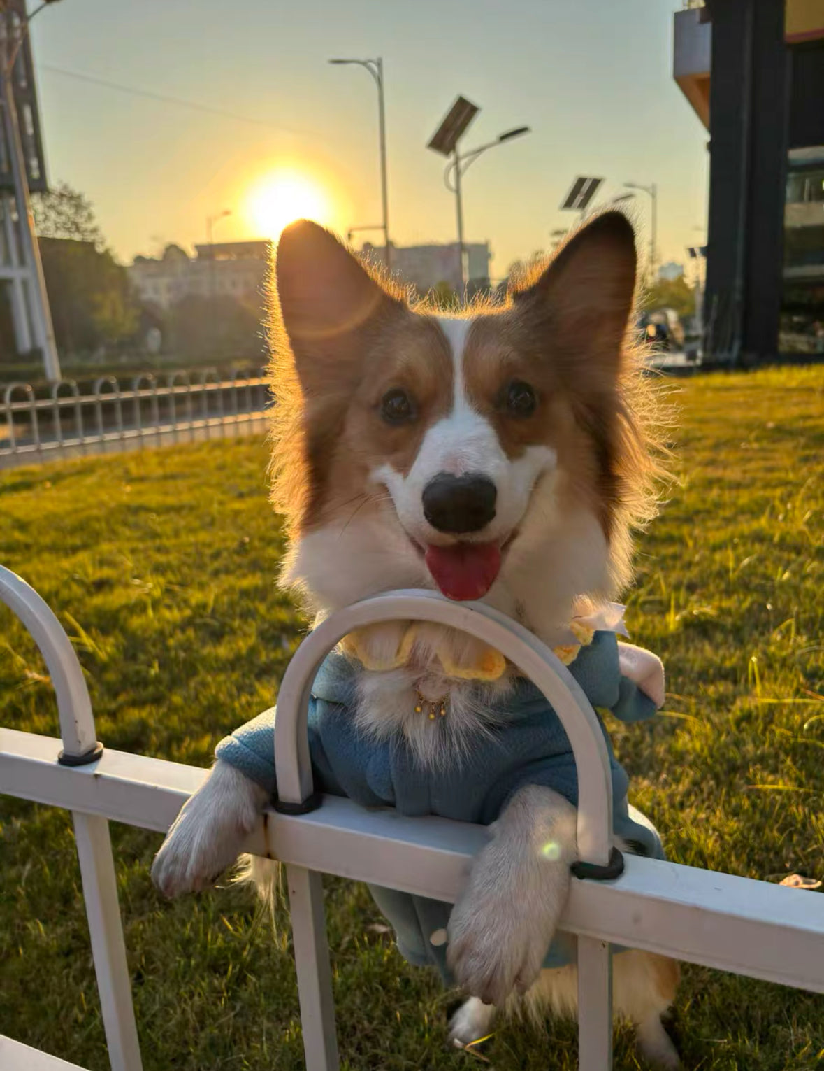 Elephant-Ear Bow Tie Thickened Winter Pet Coat