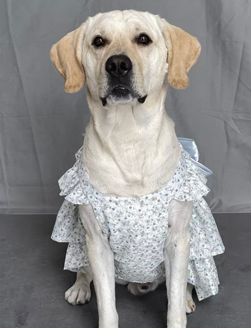 Breathable Princess
Dress for Large Dogs - Featuring a Big Bow and Elegant Skirt Design
