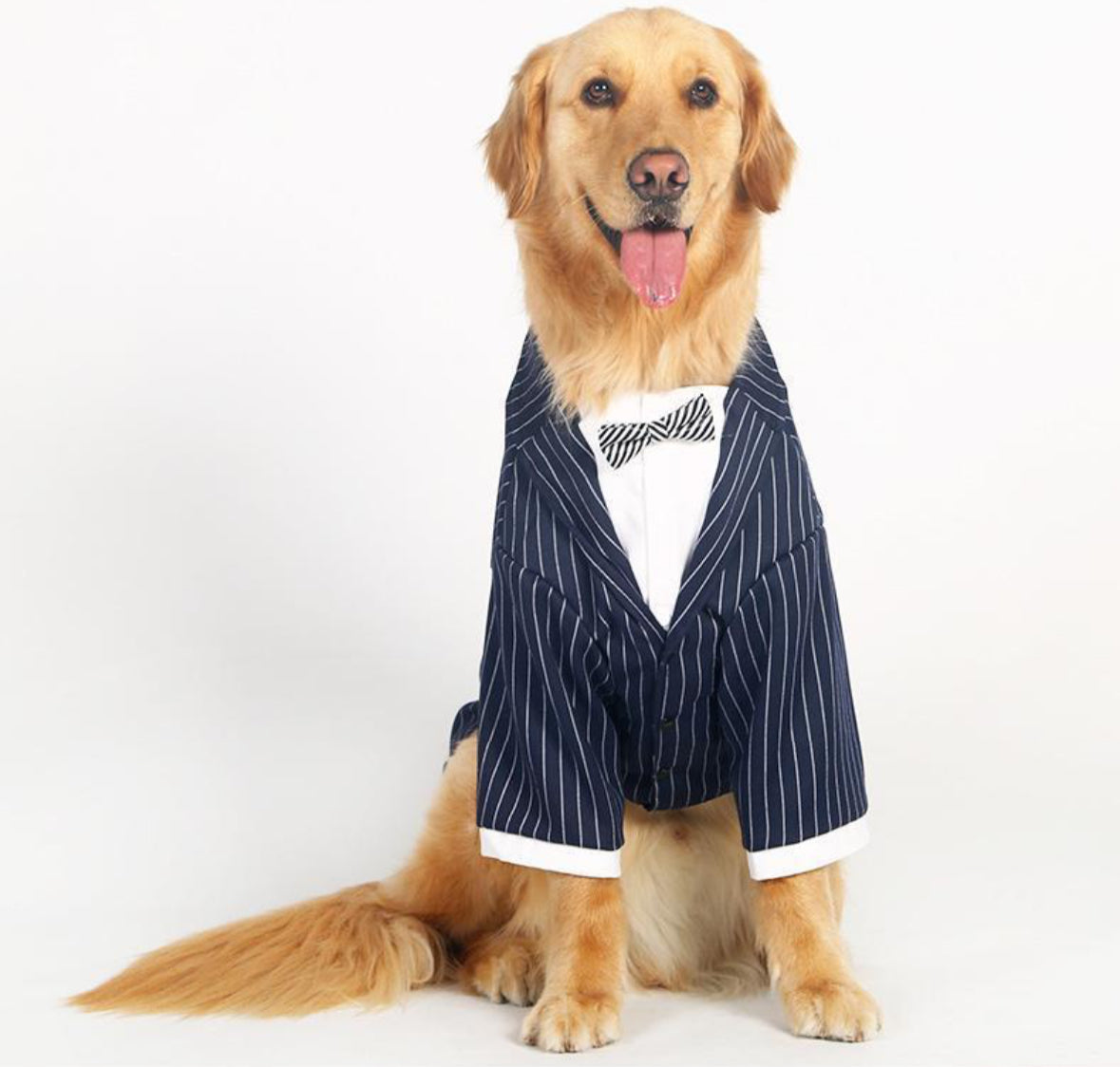 Medium and large dog striped bow tie suit clothes